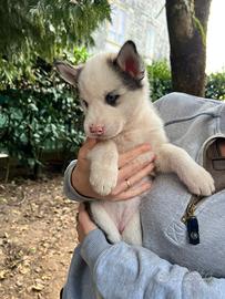 Siberian husky cuccioli