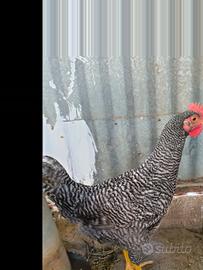 Gallo amrocks
