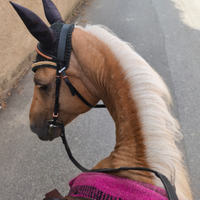 Cavalla palomina in mezza fida per passeggiate