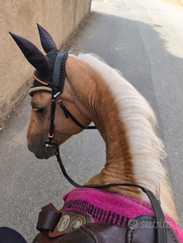 Cavalla palomina in mezza fida per passeggiate