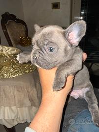Bulldog francese