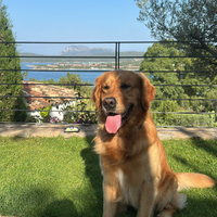 Golden Retriver Anglo Americano, pronto per monta