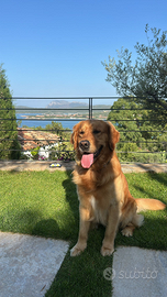 Golden Retriver Anglo Americano, pronto per monta
