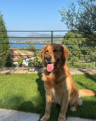 Golden Retriver Anglo Americano, pronto per monta