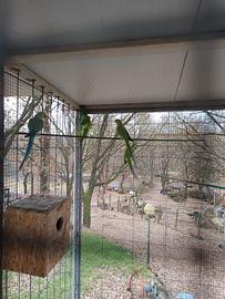 Parrocchetti dal collare verde e blu