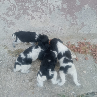 Cuccioli breton