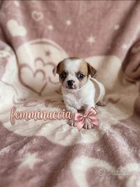 Chihuahua mini Toy