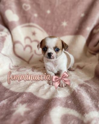 Chihuahua mini Toy