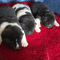 Akita americano cuccioli