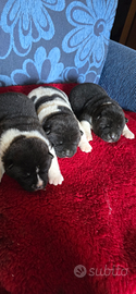 Akita americano cuccioli