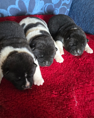 Akita americano cuccioli