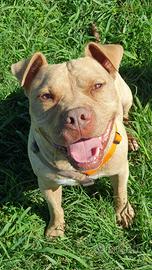 OMAR, pitbull Buonissimo, maschio 6 anni