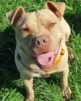 OMAR, pitbull Buonissimo, maschio 6 anni