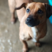 Cagnolino taglia piccola in adozione
