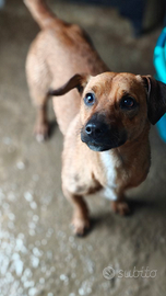 Cagnolino taglia piccola in adozione