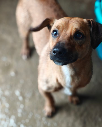 Cagnolino taglia piccola in adozione