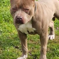 Pit bull per monta