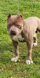 Pit bull per monta