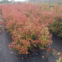 esubero piante photinia red robin