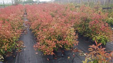 esubero piante photinia red robin