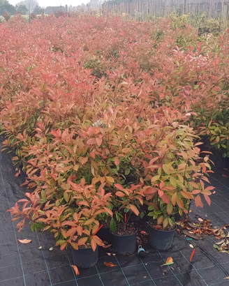 esubero piante photinia red robin