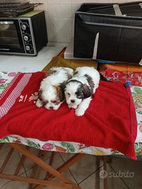 Cuccioli di schizu mini