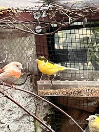 Maschio canarino Novello