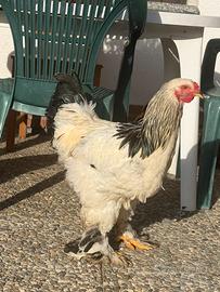 Gallo brahma