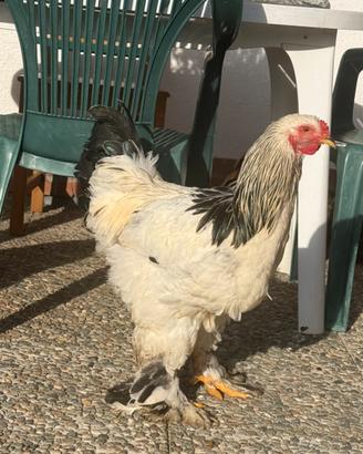 Gallo brahma