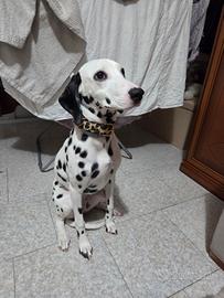 Cucciola di Dalmata