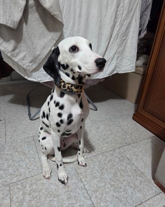 Cucciola di Dalmata