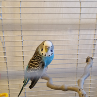Cocorita