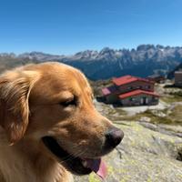 Golden Anglo Americano con Pedigree accoppiamento