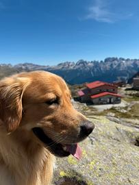 Golden Anglo Americano con Pedigree accoppiamento