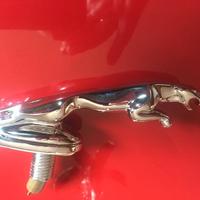Stemma Jaguar