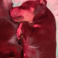 Dobermann cuccioli con pedigree
