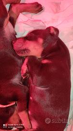 Dobermann cuccioli con pedigree