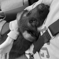 Cuccioli pastore tedesco