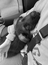 Cuccioli pastore tedesco