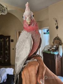 Cacatua Rosa (Galah) 4 mesi svezzato + CITES e Acc