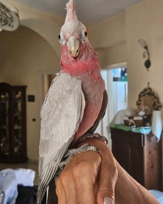 Cacatua Rosa (Galah) 4 mesi svezzato + CITES e Acc