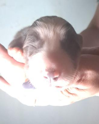 Splendidi cuccioli di Border Collie a Palermo