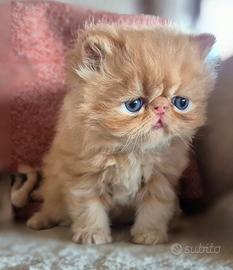 Animali