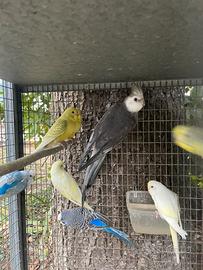 Maschio riproduttore calopsite faccia bianca