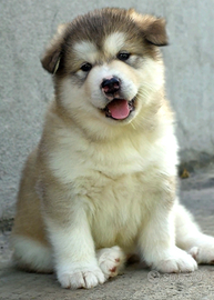 Alaskan malamute