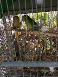 Parrocchetti dal collare