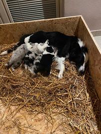 Cuccioli di Border collie