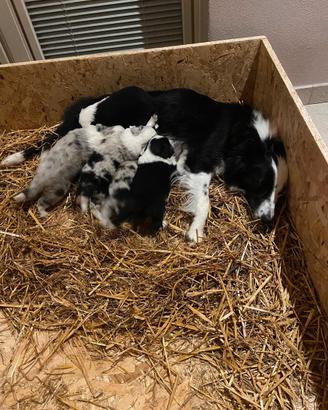 Cuccioli di Border collie