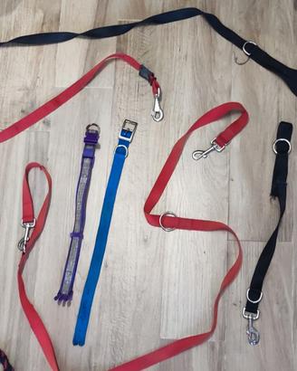 Guinzagli e collari per cani in vari colori