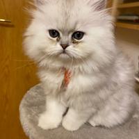 Cuccioli di due mesi di razza persiana
